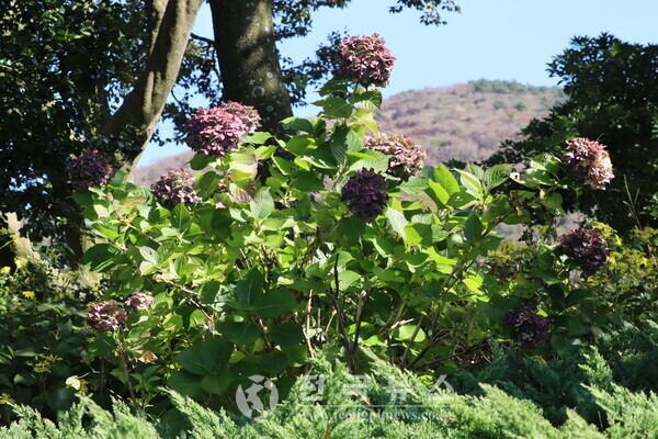 야생화 [출처=전국뉴스]
